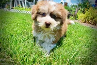 Doodles, a male Havanese and Poodle - Toy  for sale in Marshfield, MO – 9 of 10