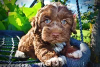 Chewy, a male Havanese and Poodle - Toy  for sale in Marshfield, MO – 5 of 10