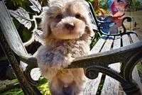 Ozzie, a male Havapoo for sale in Marshfield, MO – 2 of 10