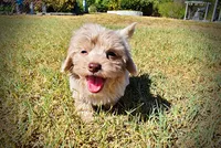 Ozzie, a male Havapoo for sale in Marshfield, MO – 6 of 10