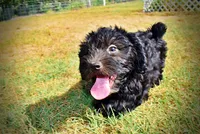 Isabella-PENDING SALE!!!, a female Havanese and Havapoo for sale in Marshfield, MO – 3 of 9