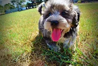 Icon, a male Havanese and Havapoo for sale in Marshfield, MO – 3 of 10