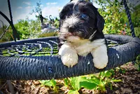 Trixie, a female Havanese and Poodle - Toy  for sale in Marshfield, MO – 2 of 9