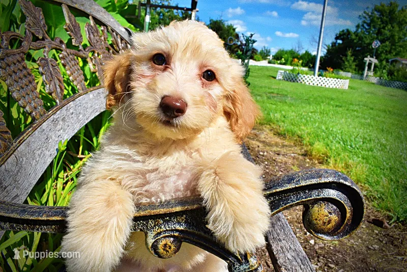 Alfie – Havanese, Poodle - Toy  puppy for sale in Marshfield, MO