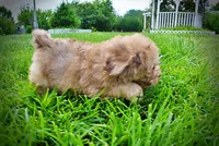 Presto-MEMORIAL DAY SALE-$150 OFF!!, a male Havanese and Poodle - Toy  for sale in Marshfield, MO – 8 of 10