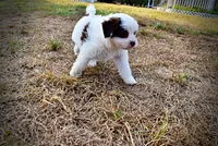 Muffin, a female Havapoo for sale in Marshfield, MO – 5 of 10