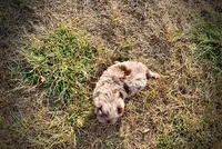 Marbles, a female Havapoo for sale in Marshfield, MO – 5 of 10