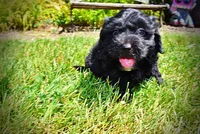 Isabella, a female Havanese and Poodle - Toy  for sale in Marshfield, MO – 8 of 10