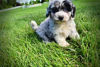 Bluebelle, a female Havanese and Poodle - Toy  for sale in Marshfield, MO – 4 of 9