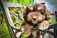 Epic, a male Havanese and Poodle - Toy  for sale in Marshfield, MO – 5 of 10