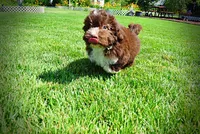Baxter-PENDING SALE!, a male Havanese and Poodle - Toy  for sale in Marshfield, MO – 6 of 10