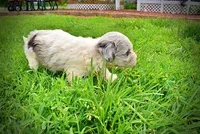 Sugar, a female Havanese and Poodle - Toy  for sale in Marshfield, MO – 7 of 10