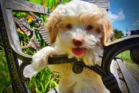 Darlin, a female Havanese and Poodle - Toy  for sale in Marshfield, MO – 4 of 10