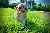 Bambi, a female Havanese and Poodle - Toy  for sale in Marshfield, MO – 3 of 9