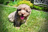 Innocent, a male Havanese and Poodle - Toy  for sale in Marshfield, MO – 8 of 10