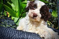 Nabisco, a male Havapoo for sale in Marshfield, MO – 10 of 10