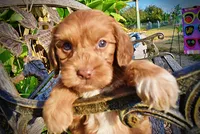 Muppet, a male Havapoo for sale in Marshfield, MO – 2 of 10