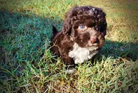 Lucky, a male Havapoo for sale in Marshfield, MO – 7 of 10