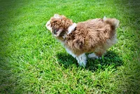 Domino, a male Havanese and Poodle - Toy  for sale in Marshfield, MO – 9 of 10