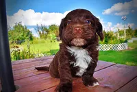 Hershey, a male Havanese and Poodle - Toy  for sale in Marshfield, MO – 8 of 10