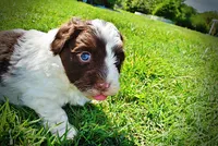 Teddy, a male Havanese and Poodle - Toy  for sale in Marshfield, MO – 6 of 10