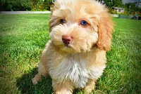 Gracie, a female Havanese and Poodle - Toy  for sale in Marshfield, MO – 9 of 10