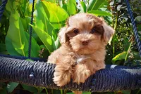 Kiwi, a female Havanese and Havapoo for sale in Marshfield, MO – 3 of 10