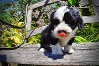 Inky, a male Havanese and Poodle - Toy  for sale in Marshfield, MO – 5 of 10
