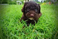 Vader, a male Havanese and Poodle - Toy  for sale in Marshfield, MO – 8 of 9
