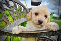 Avalon, a female Havanese and Poodle - Toy  for sale in Marshfield, MO – 2 of 10