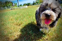 Icon, a male Havanese and Havapoo for sale in Marshfield, MO – 4 of 10