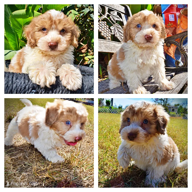 Nemo – Havapoo puppy for sale in Marshfield, MO