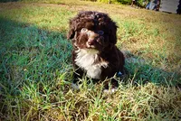 Lucky, a male Havapoo for sale in Marshfield, MO – 6 of 10