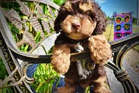 Jazz-LABOR DAY SALE-TAKE $100 OFF!!!, a male Havanese and Havapoo for sale in Marshfield, MO – 2 of 10
