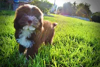 Emma, a female Havanese and Poodle - Toy  for sale in Marshfield, MO – 8 of 10
