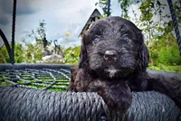 Webster, a male Havanese and Poodle - Toy  for sale in Marshfield, MO – 4 of 10