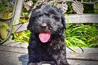 Isabella, a female Havanese and Poodle - Toy  for sale in Marshfield, MO – 5 of 10