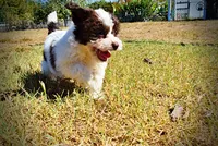 Noella, a female Havapoo for sale in Marshfield, MO – 9 of 10