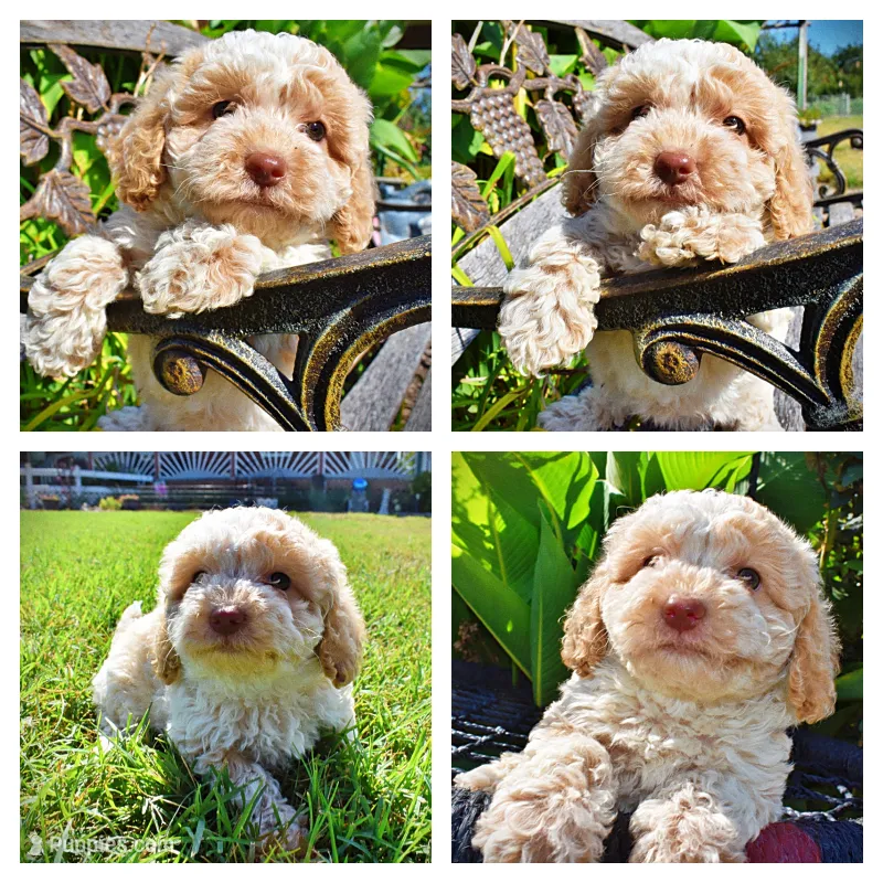 Juliet-LABOR DAY SALE-TAKE $100 OFF!!! – Havanese, Poodle - Toy  puppy for sale in Marshfield, MO