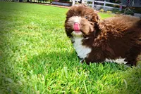 Baxter-PENDING SALE!, a male Havanese and Poodle - Toy  for sale in Marshfield, MO – 7 of 10