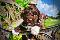Hannah, a female Havanese and Poodle - Toy  for sale in Marshfield, MO – 2 of 10