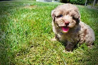 Innocent, a male Havanese and Poodle - Toy  for sale in Marshfield, MO – 6 of 10