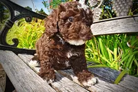 Juno-LABOR DAY SALE-TAKE $100 OFF!!!, a female Havanese and Havapoo for sale in Marshfield, MO – 5 of 9