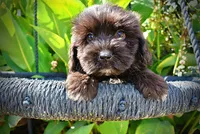 Kipper, a male Havanese and Havapoo for sale in Marshfield, MO – 5 of 10