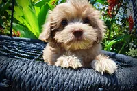 Eartha, a female Havanese and Poodle - Toy  for sale in Marshfield, MO – 4 of 10