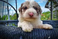 Simba, a male Havanese and Poodle - Toy  for sale in Marshfield, MO – 2 of 10