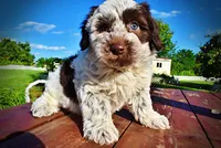 Chippy, a male Havanese and Poodle - Toy  for sale in Marshfield, MO – 5 of 10