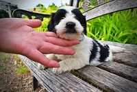 Shadow, a male Havanese and Poodle - Toy  for sale in Marshfield, MO – 5 of 10