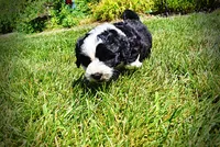 Inky, a male Havanese and Poodle - Toy  for sale in Marshfield, MO – 7 of 10
