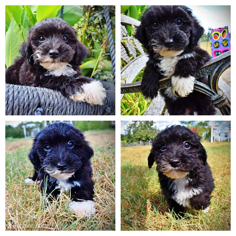 Kudos – Havanese, Havapoo puppy for sale in Marshfield, MO